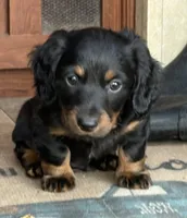 Macho, a male Miniature Dachshund for sale in Weatherford, TX – Photo 1 of 6