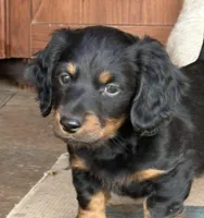 Macho, a male Miniature Dachshund for sale in Weatherford, TX – Photo 3 of 6