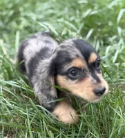 Splity, a female Miniature Dachshund for sale in Weatherford, TX – Photo 3 of 4