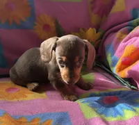 Silk, a female Miniature Dachshund for sale in Weatherford, TX – Photo 3 of 3