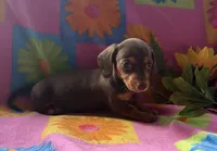 Silk, a female Miniature Dachshund for sale in Weatherford, TX – Photo 2 of 3