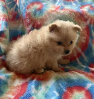 Bruno, a male Pomeranian for sale in Springtown, TX – 3 of 3