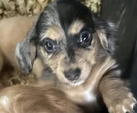 Split, a female Miniature Dachshund for sale in Weatherford, TX – Photo 1 of 4