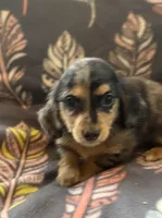 Split, a female Miniature Dachshund for sale in Weatherford, TX – Photo 3 of 4