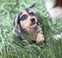 Split, a female Miniature Dachshund for sale in Weatherford, TX – Photo 2 of 4