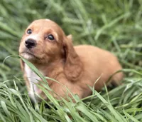 Tippy, a male Miniature Dachshund for sale in Weatherford, TX – Photo 2 of 6