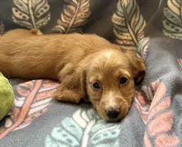 Tippy, a male Miniature Dachshund for sale in Weatherford, TX – Photo 6 of 6