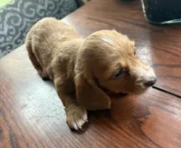 Tippy, a male Miniature Dachshund for sale in Weatherford, TX – Photo 3 of 3