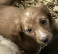 Tippy, a male Miniature Dachshund for sale in Weatherford, TX – Photo 1 of 6