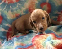 Tippy, a male Miniature Dachshund for sale in Weatherford, TX – Photo 1 of 3