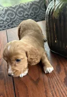 Tippy, a male Miniature Dachshund for sale in Weatherford, TX – Photo 2 of 3