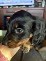Macho, a male Miniature Dachshund for sale in Weatherford, TX – Photo 4 of 6
