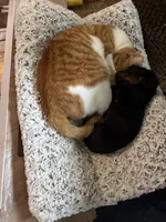 Macho, a male Miniature Dachshund for sale in Weatherford, TX – Photo 6 of 6