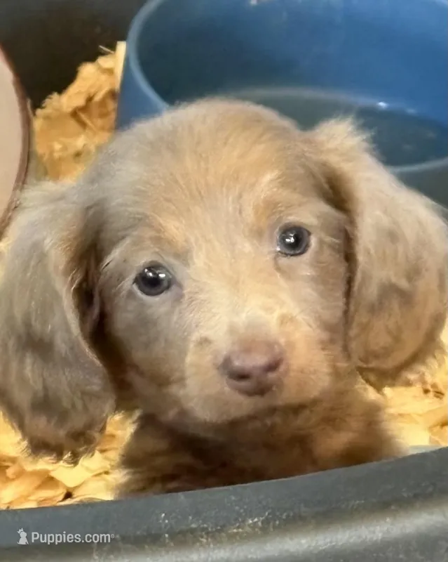 Fluff – Miniature Dachshund puppy on hold in Weatherford, TX