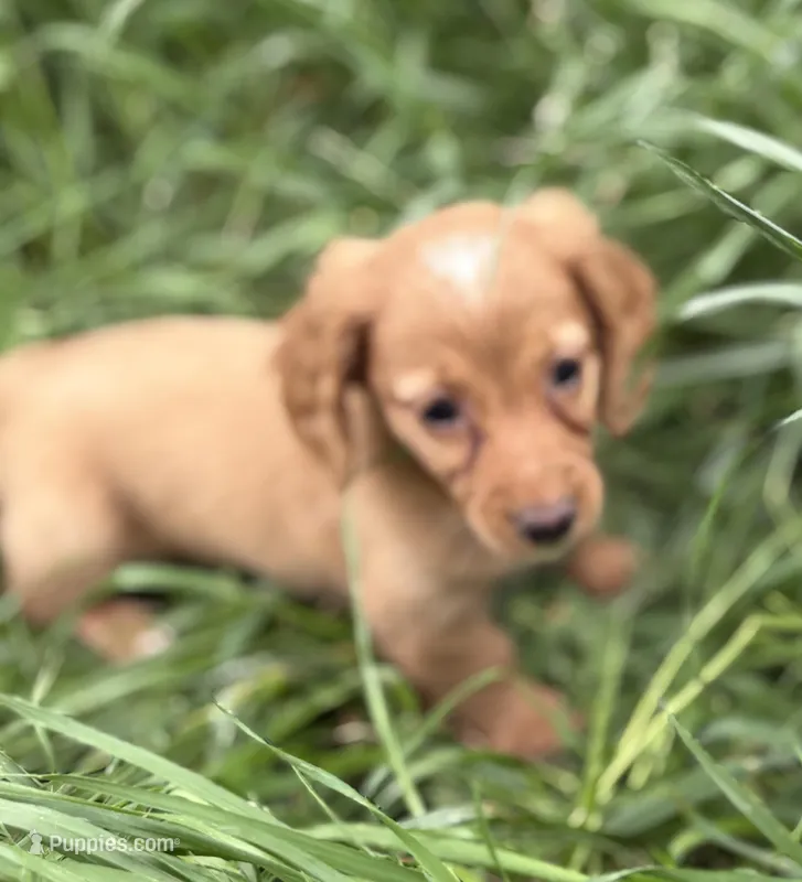 Arrow – Miniature Dachshund puppy for sale in Weatherford, TX