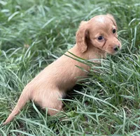 Arrow, a male Miniature Dachshund for sale in Weatherford, TX – Photo 3 of 3