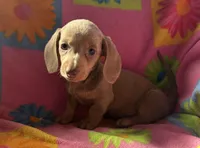 Satin, a female Miniature Dachshund for sale in Weatherford, TX – Photo 1 of 3
