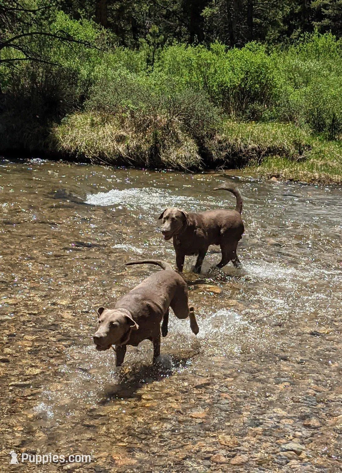 Silver Labrador - Sola, a female Labrador Retriever for sale in Bailey, CO – Photo 6 of 7