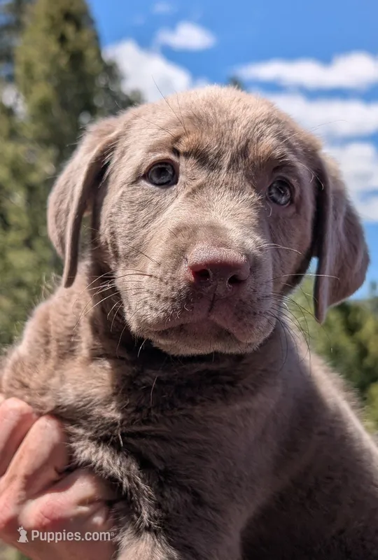 Silver Labrador - Sola – Labrador Retriever puppy for sale in Bailey, CO