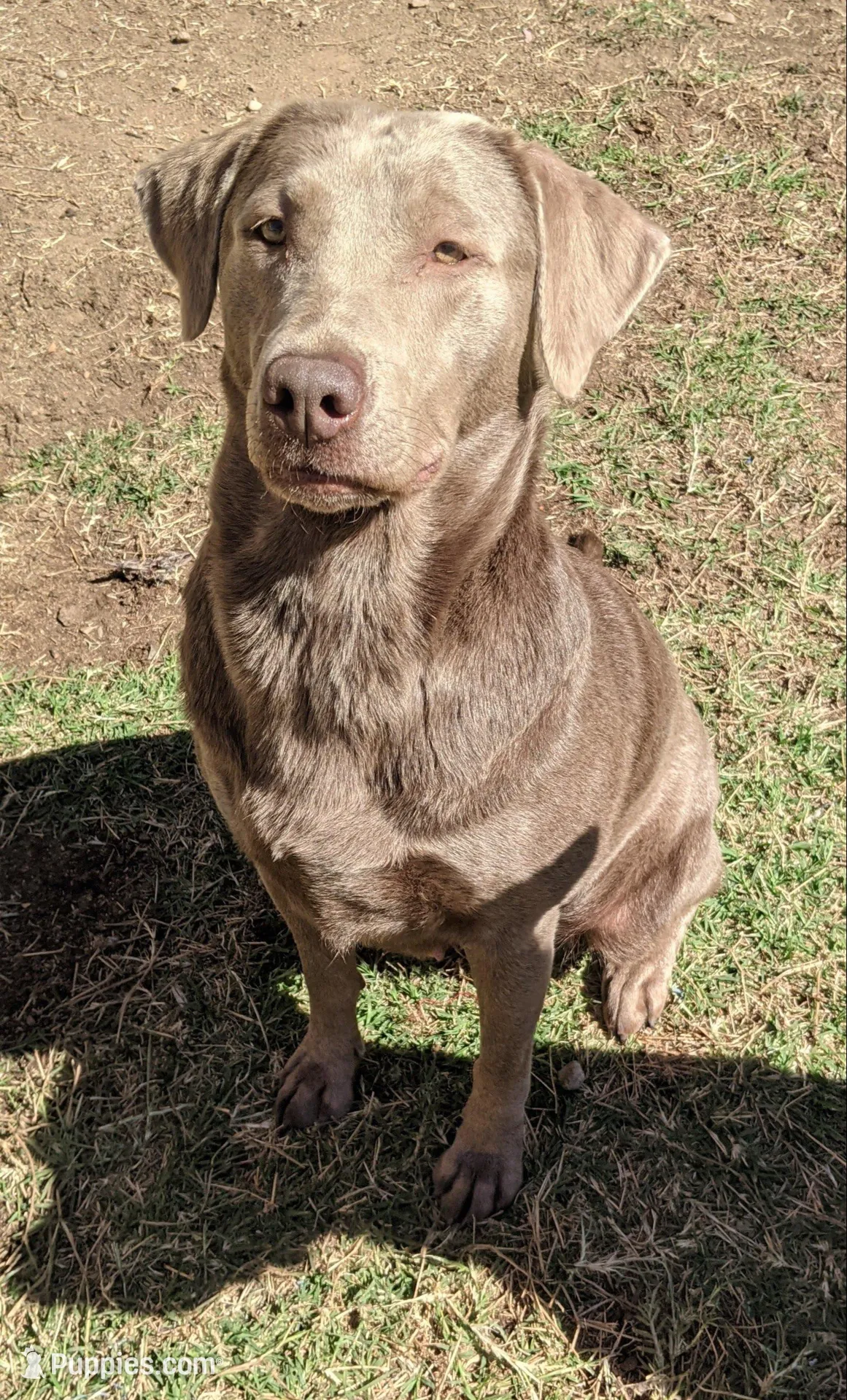 Silver Labrador - Sola, a female Labrador Retriever for sale in Bailey, CO – Photo 4 of 7