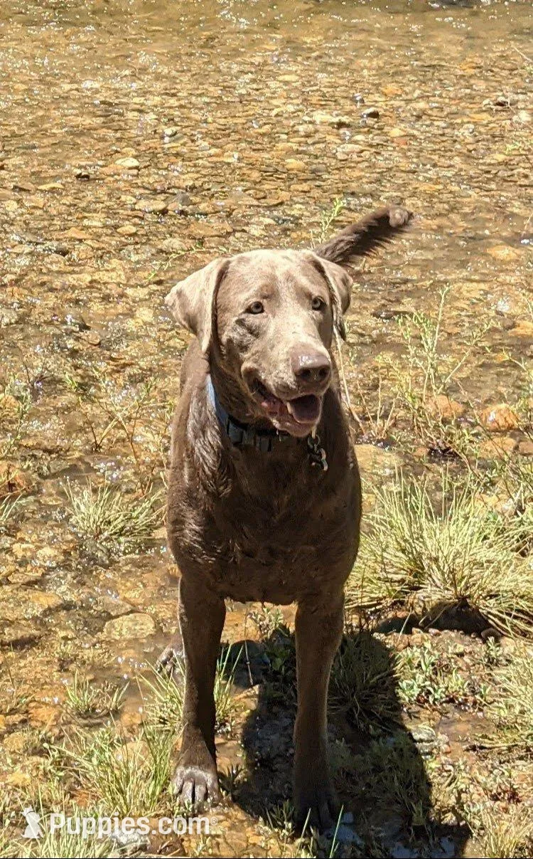 Silver Labrador - Sola, a female Labrador Retriever for sale in Bailey, CO – Photo 5 of 7
