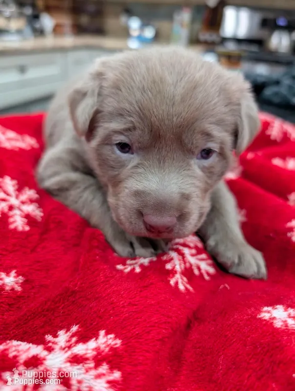Silver Labrador - Sola – Labrador Retriever puppy for sale in Bailey, CO