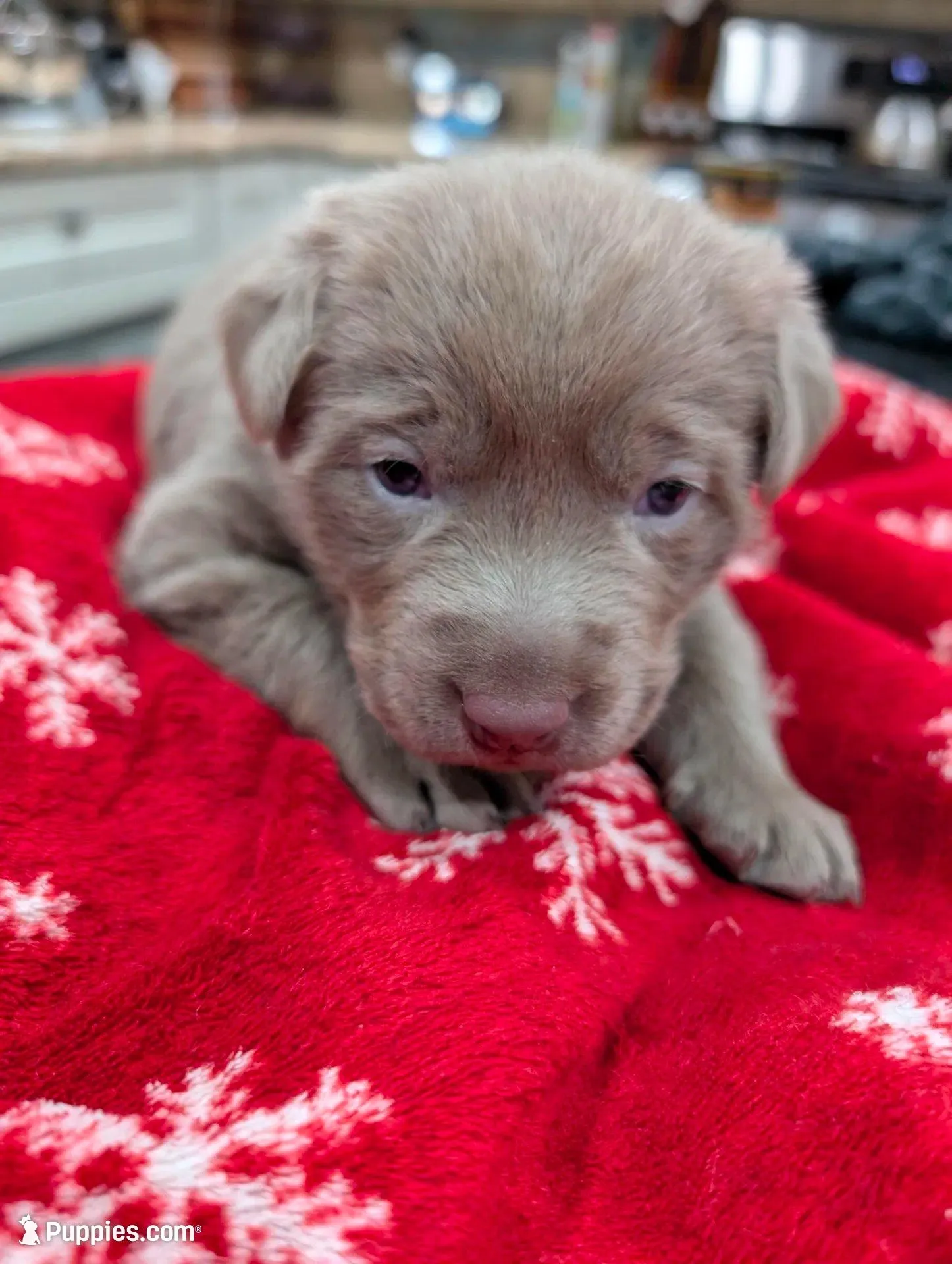 Silver Labrador - Sola, a female Labrador Retriever for sale in Bailey, CO – Photo 1 of 7