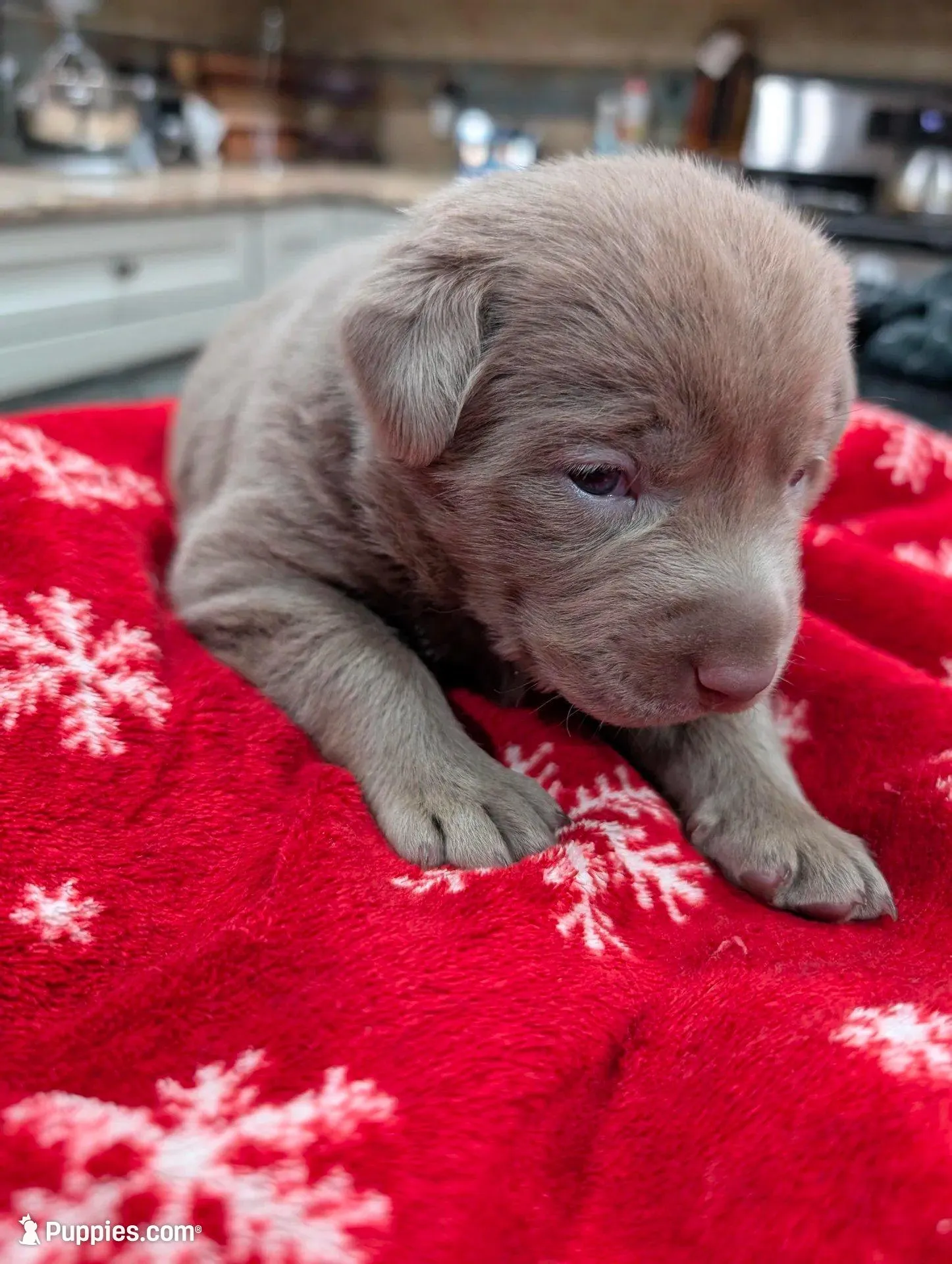Silver Labrador - Sola, a female Labrador Retriever for sale in Bailey, CO – Photo 3 of 7