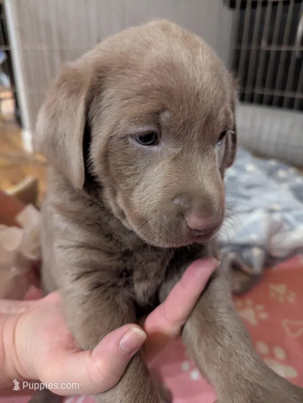 Silver Labrador - Sola – Labrador Retriever puppy for sale in Bailey, CO