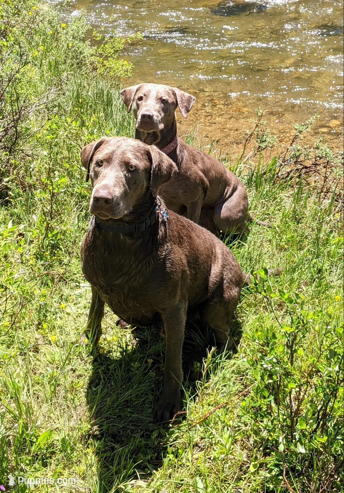 Silver Labrador - Sola, a female Labrador Retriever for sale in Bailey, CO – Photo 7 of 7