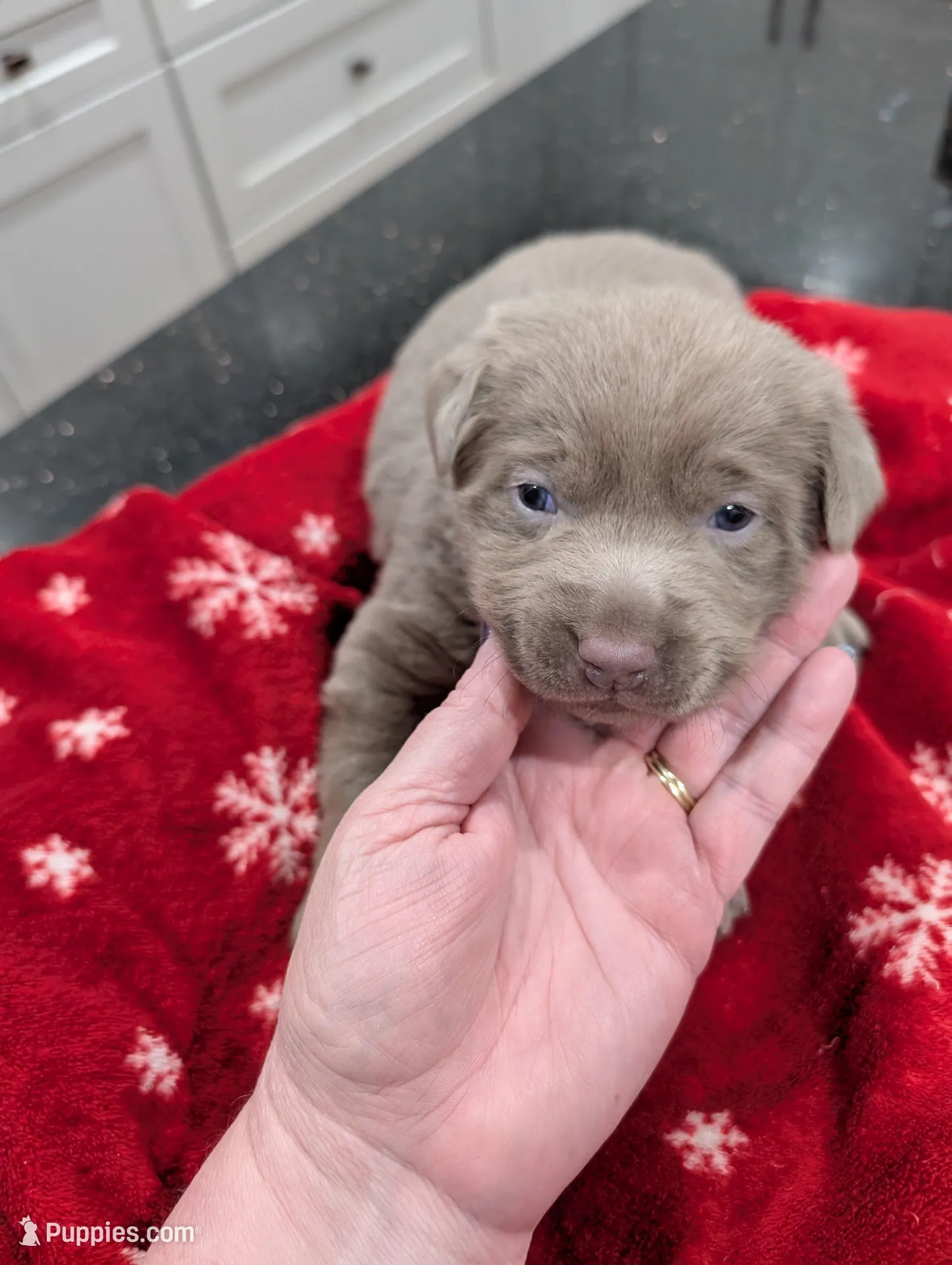 Silver Labrador - Sola, a female Labrador Retriever for sale in Bailey, CO – Photo 2 of 7