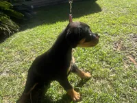 Pink collar Pure German, a female Rottweiler for sale in Slidell, LA – 2 of 6