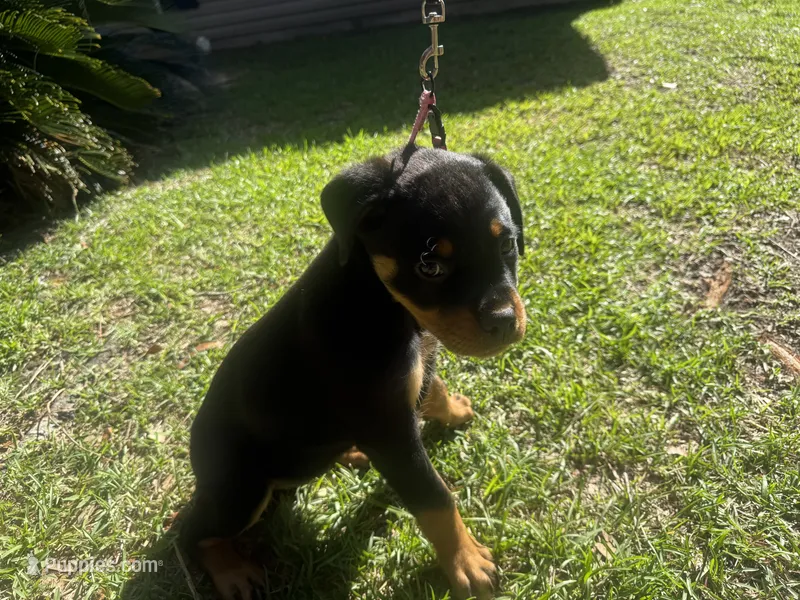 Pink collar Pure German – Rottweiler puppy for sale in Slidell, LA