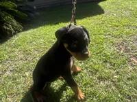 Pink collar Pure German, a female Rottweiler for sale in Slidell, LA – 1 of 6