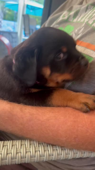 Purple Collar (504) 338-9496, a female Rottweiler for sale in Slidell, LA – 2 of 2