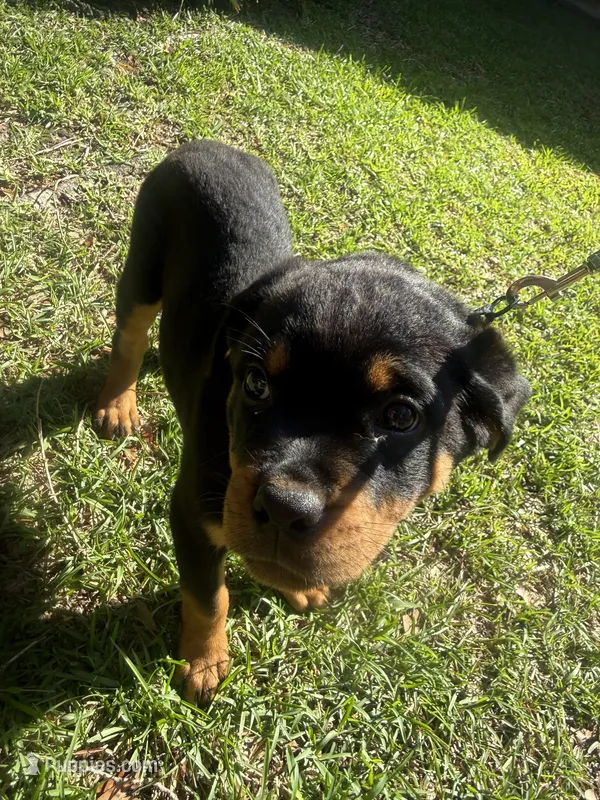 Gray Collar Pure German – Rottweiler puppy for sale in Slidell, LA