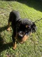 Gray Collar Pure German, a female Rottweiler for sale in Slidell, LA – 1 of 5