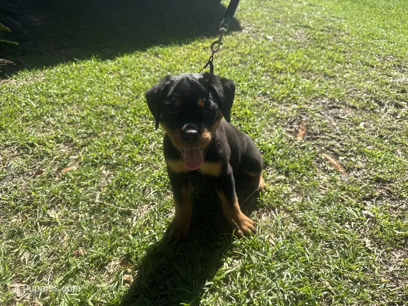 Red Collar Pure German – Rottweiler puppy for sale in Slidell, LA