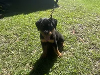 Red Collar Pure German, a male Rottweiler for sale in Slidell, LA – 1 of 5