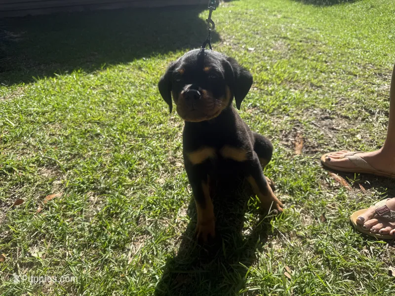 Blue Collar Pure German – Rottweiler puppy for sale in Slidell, LA