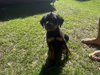 Blue Collar Pure German, a male Rottweiler for sale in Slidell, LA – 1 of 5