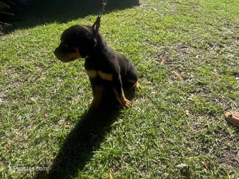 Black collar Pure German – Rottweiler puppy for sale in Slidell, LA