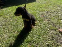 Black collar Pure German, a female Rottweiler for sale in Slidell, LA – 1 of 5