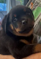 Purple Collar (504) 338-9496, a female Rottweiler for sale in Slidell, LA – 1 of 2