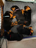 Blue Collar Pure German, a male Rottweiler for sale in Slidell, LA – 2 of 5