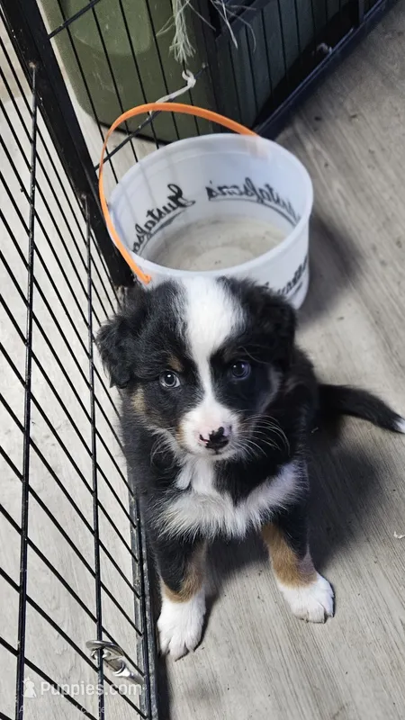 Bailey – Australian Shepherd puppy for sale in Almena, WI
