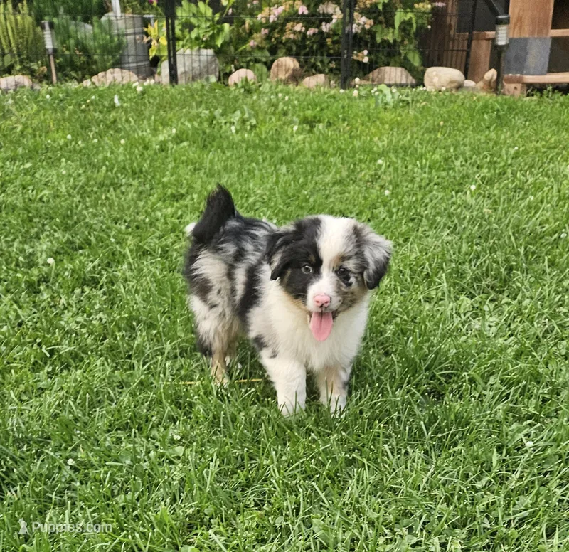Bonnie – Australian Shepherd puppy for sale in Almena, WI