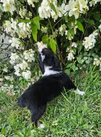 Mabel, a female Australian Shepherd for sale in Almena, WI – 2 of 5
