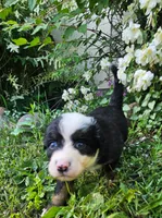 Bailey, a female Australian Shepherd for sale in Almena, WI – 2 of 5