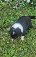 Duke, a male Australian Shepherd for sale in Almena, WI – 4 of 4